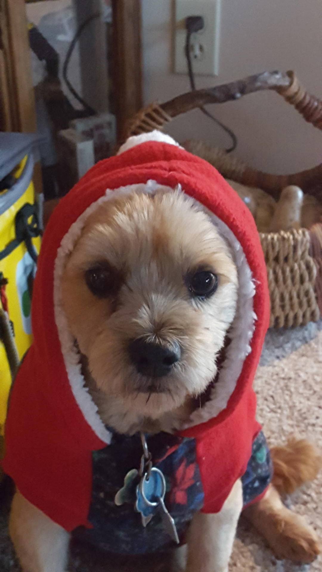 Buckshot in a red hooded coat