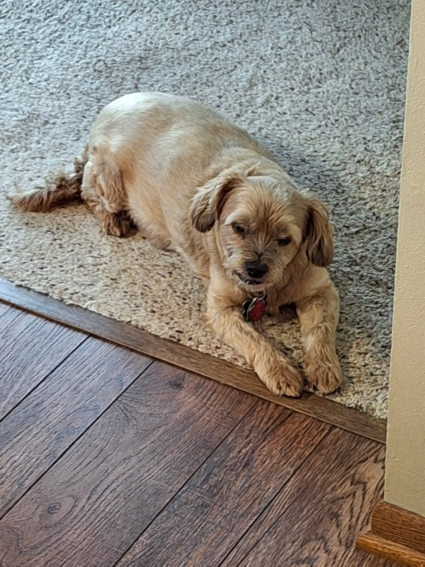 Buckshot lying at the edge of the carpet