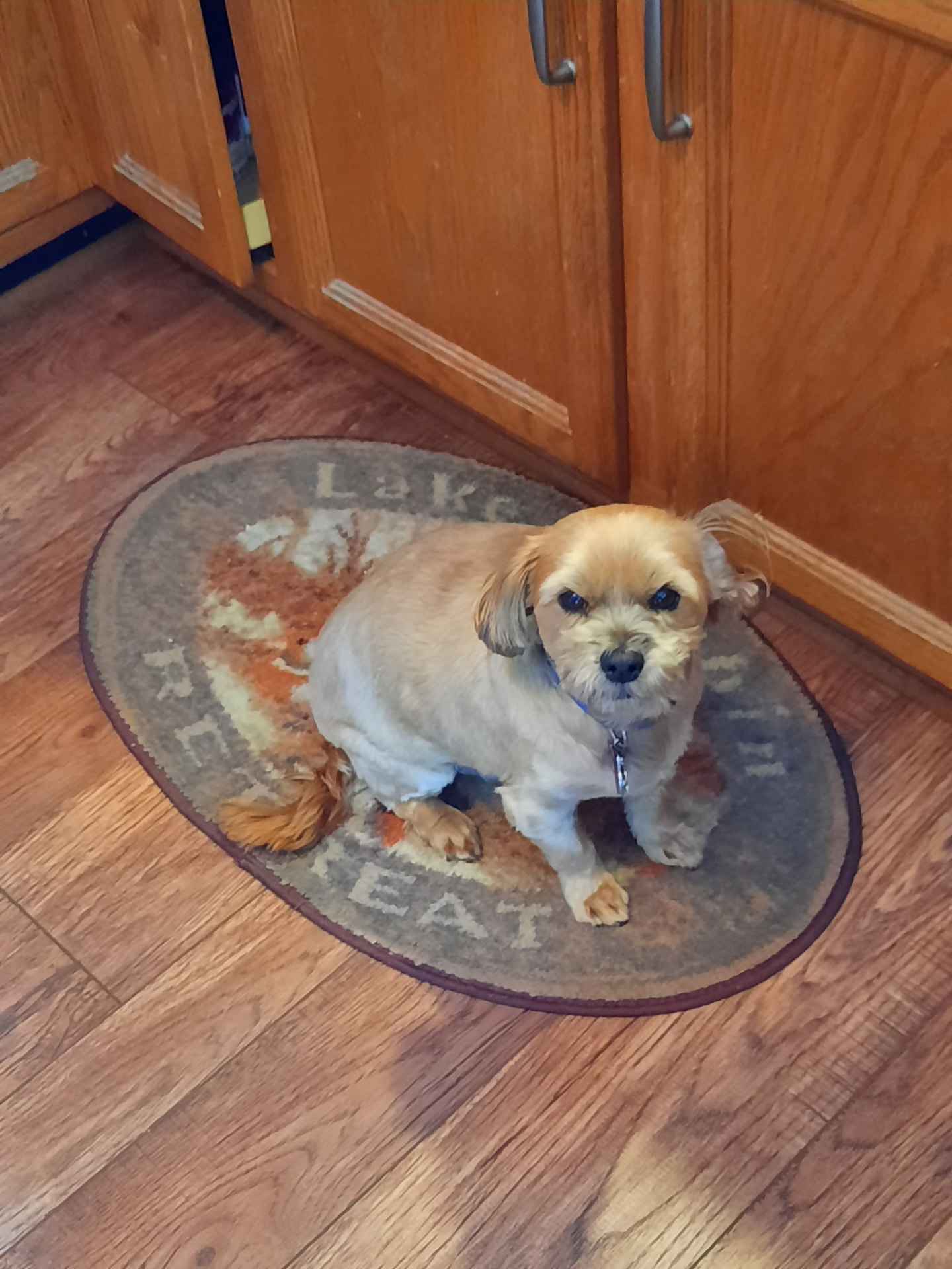Buckshot sitting on the Lake Retreat rug