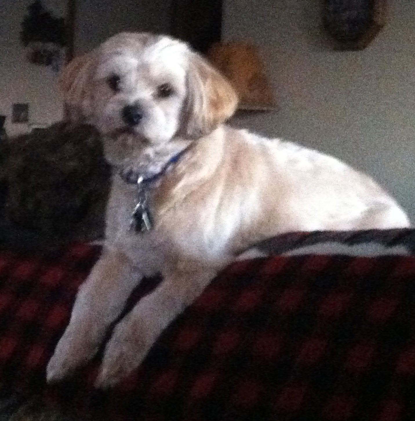 Buckshot as a fluffy young pup on a blanket