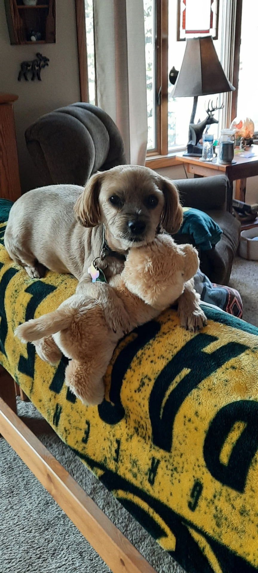 Buckshot hugging a stuffed animal on a Packers blanket