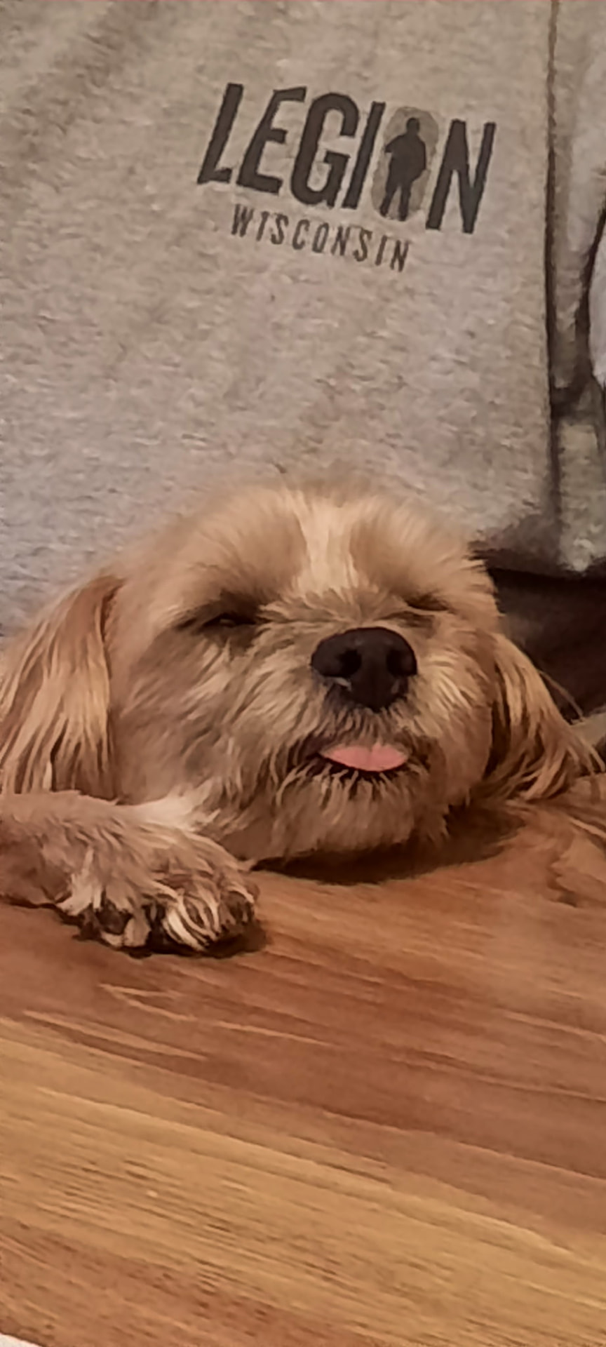 Buckshot resting with his tongue out